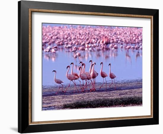 Lesser Flamingo and Eleven Males in Mating Ritual, Lake Nakuru, Kenya-Charles Sleicher-Framed Photographic Print