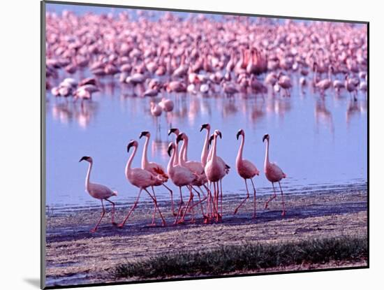 Lesser Flamingo and Eleven Males in Mating Ritual, Lake Nakuru, Kenya-Charles Sleicher-Mounted Photographic Print
