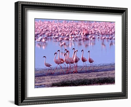 Lesser Flamingo and Eleven Males in Mating Ritual, Lake Nakuru, Kenya-Charles Sleicher-Framed Photographic Print