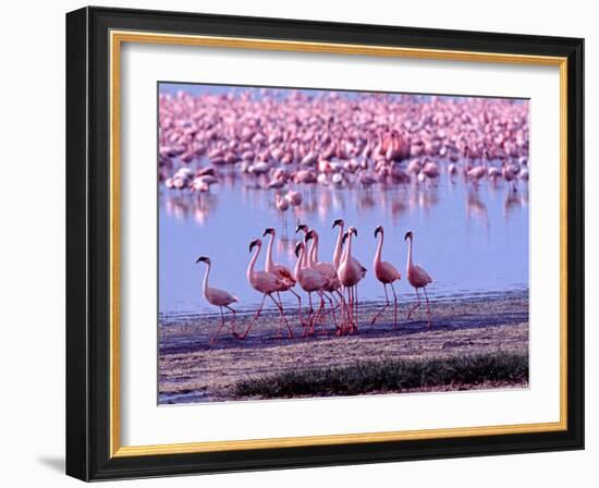 Lesser Flamingo and Eleven Males in Mating Ritual, Lake Nakuru, Kenya-Charles Sleicher-Framed Photographic Print