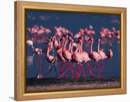 Lesser Flamingo, Kenya-Dee Ann Pederson-Framed Premier Image Canvas