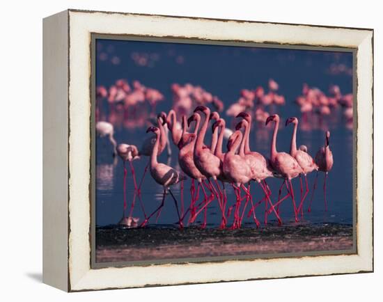 Lesser Flamingo, Kenya-Dee Ann Pederson-Framed Premier Image Canvas