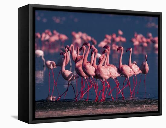 Lesser Flamingo, Kenya-Dee Ann Pederson-Framed Premier Image Canvas