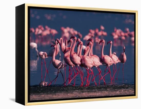 Lesser Flamingo, Kenya-Dee Ann Pederson-Framed Premier Image Canvas