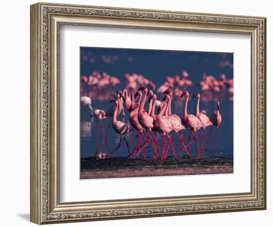 Lesser Flamingo, Kenya-Dee Ann Pederson-Framed Photographic Print