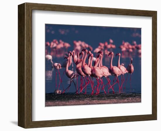 Lesser Flamingo, Kenya-Dee Ann Pederson-Framed Photographic Print