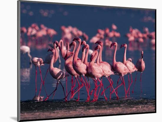 Lesser Flamingo, Kenya-Dee Ann Pederson-Mounted Photographic Print