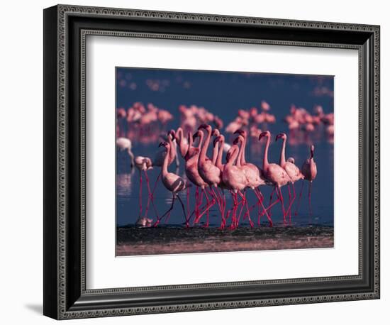 Lesser Flamingo, Kenya-Dee Ann Pederson-Framed Photographic Print