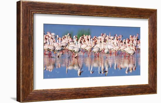 Lesser flamingo, Lake Nakuru, Kenya-Frank Krahmer-Framed Giclee Print