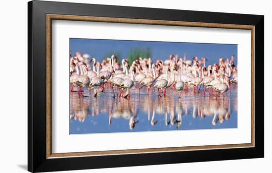 Lesser flamingo, Lake Nakuru, Kenya-Frank Krahmer-Framed Giclee Print