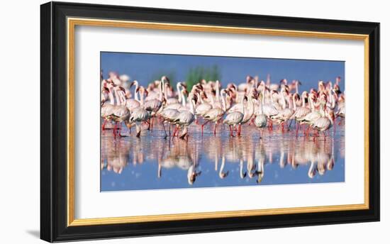 Lesser flamingo, Lake Nakuru, Kenya-Frank Krahmer-Framed Giclee Print