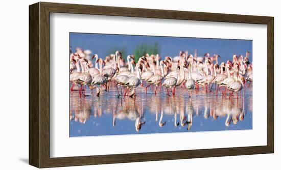 Lesser flamingo, Lake Nakuru, Kenya-Frank Krahmer-Framed Giclee Print