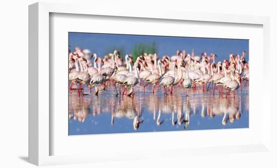Lesser flamingo, Lake Nakuru, Kenya-Frank Krahmer-Framed Giclee Print