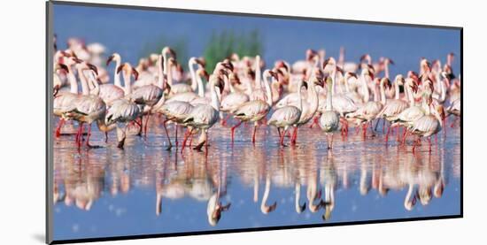 Lesser flamingo, Lake Nakuru, Kenya-Frank Krahmer-Mounted Giclee Print