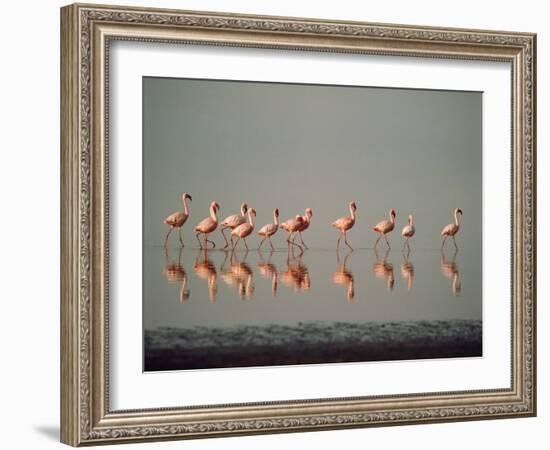 Lesser Flamingo Line of Eleven-null-Framed Photographic Print