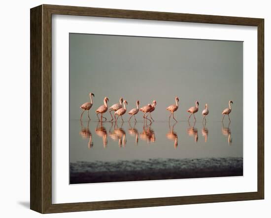 Lesser Flamingo Line of Eleven-null-Framed Photographic Print