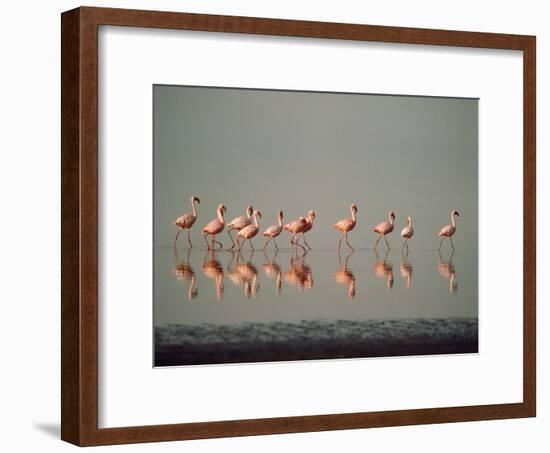 Lesser Flamingo Line of Eleven-null-Framed Photographic Print