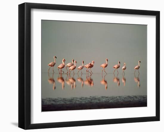 Lesser Flamingo Line of Eleven-null-Framed Photographic Print