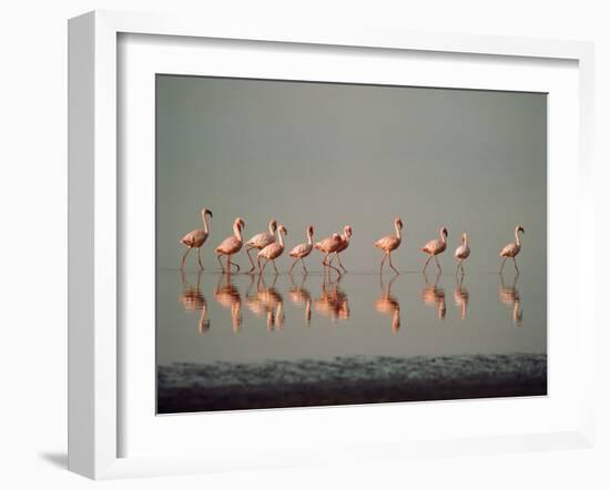 Lesser Flamingo Line of Eleven-null-Framed Photographic Print