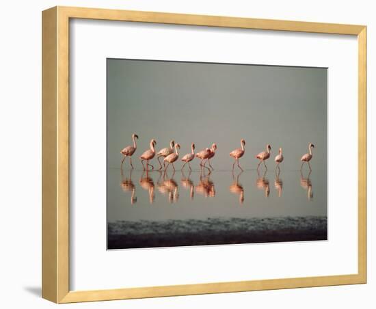 Lesser Flamingo Line of Eleven-null-Framed Photographic Print