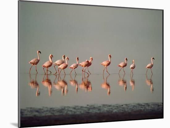 Lesser Flamingo Line of Eleven-null-Mounted Photographic Print