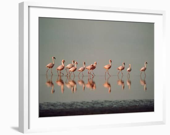 Lesser Flamingo Line of Eleven-null-Framed Photographic Print