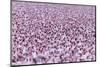 Lesser Flamingo (Phoeniconaias Minor) Flock, Bogoria Game Reserve, Kenya-Denis-Huot-Mounted Photographic Print