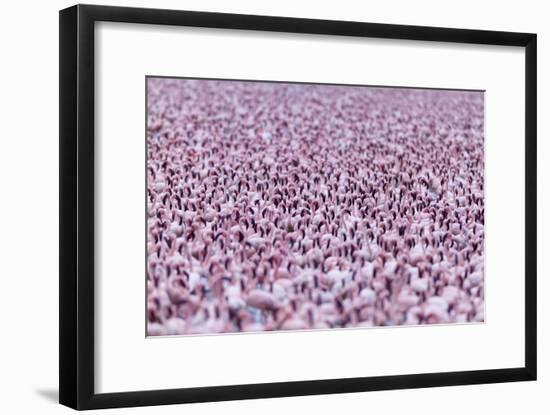 Lesser Flamingo (Phoeniconaias Minor) Flock, Bogoria Game Reserve, Kenya-Denis-Huot-Framed Photographic Print