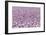 Lesser Flamingo (Phoeniconaias Minor) Flock, Bogoria Game Reserve, Kenya-Denis-Huot-Framed Photographic Print