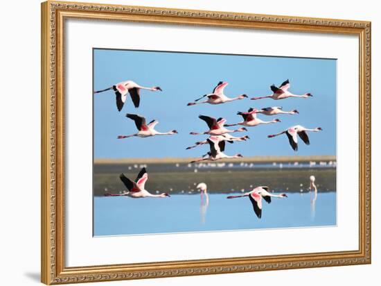 Lesser Flamingo, Phoenicopterus Minor. Photographed in Flight at the Wetlands South of Walvis Bay N-PicturesWild-Framed Photographic Print