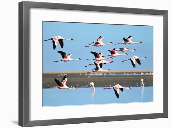 Lesser Flamingo, Phoenicopterus Minor. Photographed in Flight at the Wetlands South of Walvis Bay N-PicturesWild-Framed Photographic Print