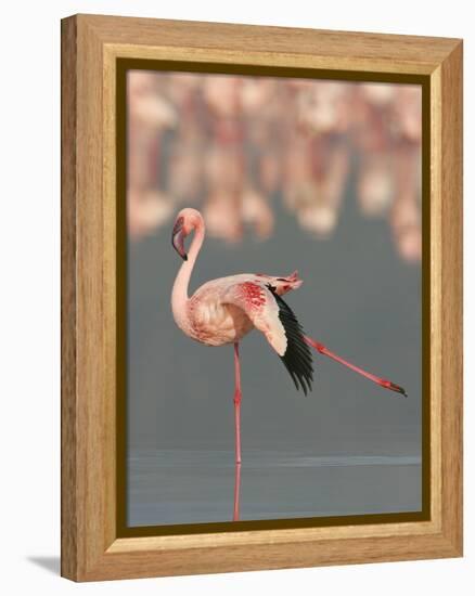 Lesser Flamingo Stretching Wing and Leg-Arthur Morris-Framed Premier Image Canvas