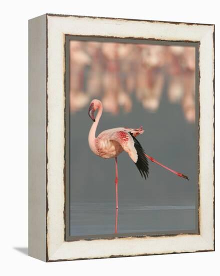 Lesser Flamingo Stretching Wing and Leg-Arthur Morris-Framed Premier Image Canvas