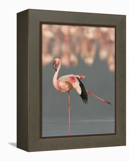 Lesser Flamingo Stretching Wing and Leg-Arthur Morris-Framed Premier Image Canvas