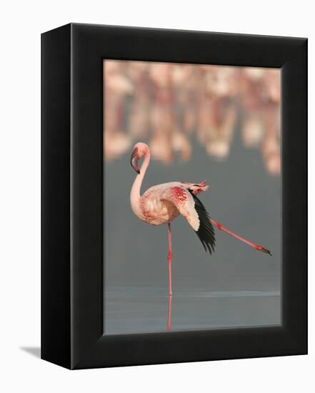 Lesser Flamingo Stretching Wing and Leg-Arthur Morris-Framed Premier Image Canvas