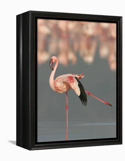 Lesser Flamingo Stretching Wing and Leg-Arthur Morris-Framed Premier Image Canvas