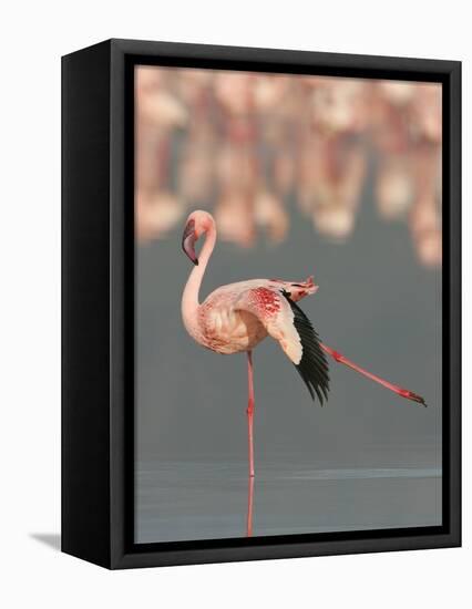 Lesser Flamingo Stretching Wing and Leg-Arthur Morris-Framed Premier Image Canvas