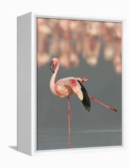 Lesser Flamingo Stretching Wing and Leg-Arthur Morris-Framed Premier Image Canvas