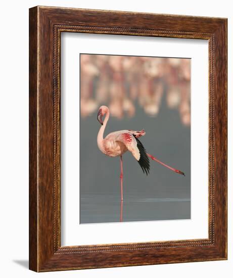 Lesser Flamingo Stretching Wing and Leg-Arthur Morris-Framed Photographic Print