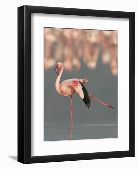 Lesser Flamingo Stretching Wing and Leg-Arthur Morris-Framed Photographic Print