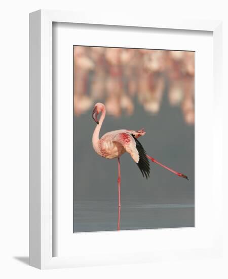 Lesser Flamingo Stretching Wing and Leg-Arthur Morris-Framed Photographic Print