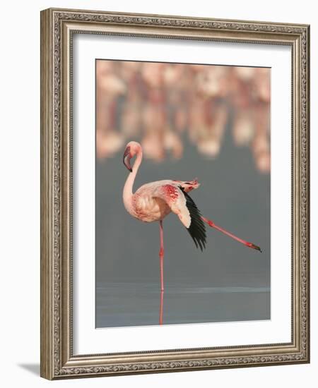 Lesser Flamingo Stretching Wing and Leg-Arthur Morris-Framed Photographic Print