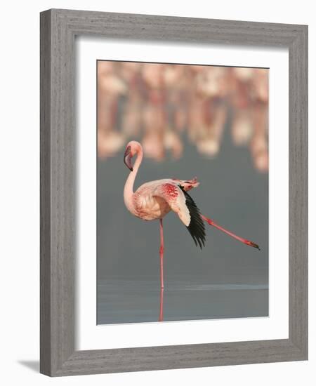 Lesser Flamingo Stretching Wing and Leg-Arthur Morris-Framed Photographic Print