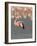 Lesser Flamingo Stretching Wing and Leg-Arthur Morris-Framed Photographic Print