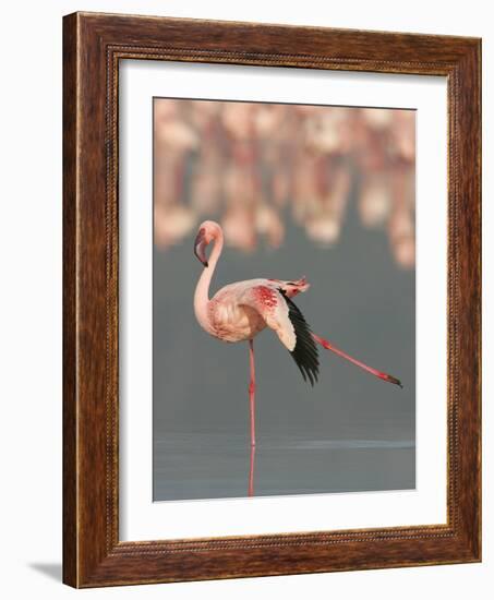 Lesser Flamingo Stretching Wing and Leg-Arthur Morris-Framed Photographic Print