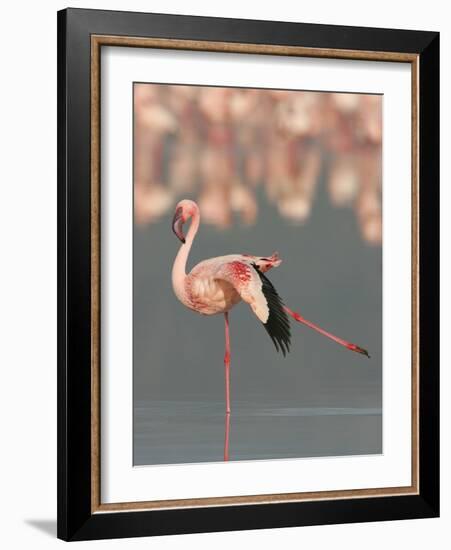 Lesser Flamingo Stretching Wing and Leg-Arthur Morris-Framed Photographic Print