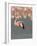 Lesser Flamingo Stretching Wing and Leg-Arthur Morris-Framed Photographic Print