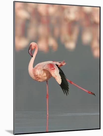Lesser Flamingo Stretching Wing and Leg-Arthur Morris-Mounted Photographic Print