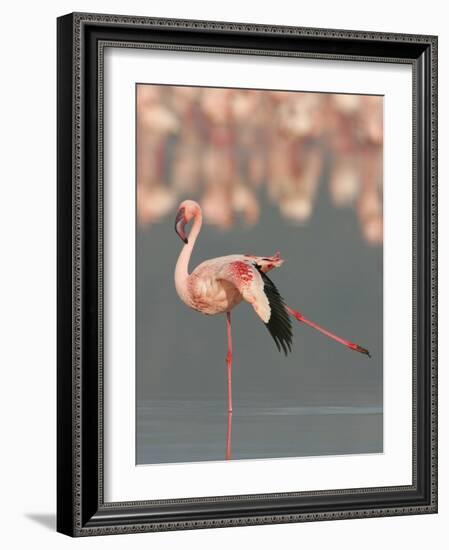 Lesser Flamingo Stretching Wing and Leg-Arthur Morris-Framed Photographic Print