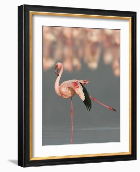 Lesser Flamingo Stretching Wing and Leg-Arthur Morris-Framed Photographic Print